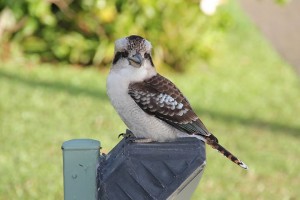 Kookaburra