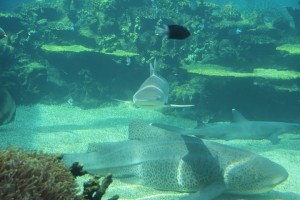 Aquarium Seaworld