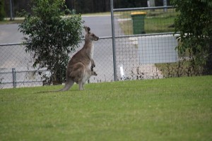 Känguruh auf Sportplatz in Beerwah