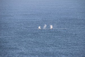 Wale vor Byron Bay