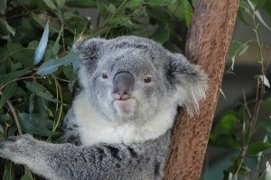 Koala in Billabong