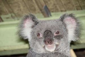 Koala im Lone Pine Sanctuary