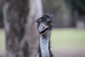Emu im Lone Pine Sanctuary