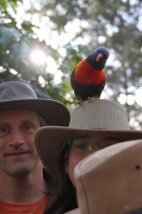 Papagei im Lone Pine Koala Sanctuary